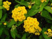 Pot Flowers lantana shrub photo, characteristics yellow