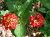 des fleurs en pot Lantana des arbustes photo, les caractéristiques rouge