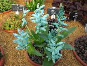 Pot Flowers Cape Cowslip herbaceous plant, Lachenalia photo, characteristics light blue