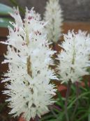I fiori domestici Cape Cowslip erbacee, Lachenalia foto, caratteristiche bianco