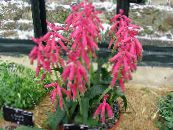 Pot Flowers Cape Cowslip herbaceous plant, Lachenalia photo, characteristics pink