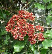 Topfblumen Red Leea, West Indian Holly, Hawaiische Holly sträucher foto, Merkmale rot