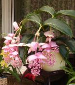 des fleurs en pot Melastome Voyantes des arbustes, Medinilla photo, les caractéristiques rose