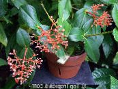 des fleurs en pot Melastome Voyantes des arbustes, Medinilla photo, les caractéristiques orange