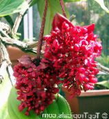 des fleurs en pot Melastome Voyantes des arbustes, Medinilla photo, les caractéristiques rouge