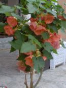 Flowering Maple, Weeping Maple, Chinese Lantern (Abutilon) Tree pink, characteristics, photo