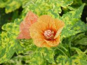 Floraison Érable, Pleurs, Lanterne Chinoise (Abutilon) Des Arbres orange, les caractéristiques, photo