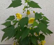 Flowering Maple, Weeping Maple, Chinese Lantern (Abutilon) Tree yellow, characteristics, photo