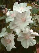des fleurs en pot Floraison Érable, Pleurs, Lanterne Chinoise des arbres, Abutilon photo, les caractéristiques blanc