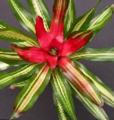 I fiori domestici Bromeliad erbacee, Neoregelia foto, caratteristiche rosso
