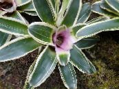 I fiori domestici Bromeliad erbacee, Neoregelia foto, caratteristiche lilla