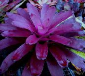 Pot Flowers Bromeliad herbaceous plant, Neoregelia photo, characteristics purple