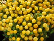 Topfblumen Wulst-Anlage grasig, nertera foto, Merkmale gelb