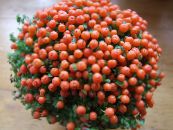 des fleurs en pot Usine De Perles herbeux, nertera photo, les caractéristiques orange