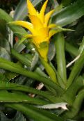 Topfblumen Nidularium grasig foto, Merkmale gelb