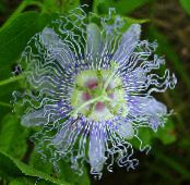 I fiori domestici Fiore Della Passione, Passiflora foto, caratteristiche azzurro