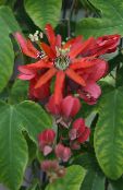 Passion flower liana, Passiflora photo, characteristics red
