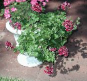Pot Flowers Geranium herbaceous plant, Pelargonium photo, characteristics claret