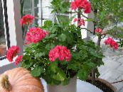 I fiori domestici Geranio erbacee, Pelargonium foto, caratteristiche rosso