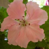 des fleurs en pot Géranium herbeux, Pelargonium photo, les caractéristiques rose