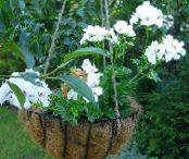 Topfblumen Geranie grasig, Pelargonium foto, Merkmale weiß