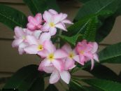 des fleurs en pot Plumeria des arbustes photo, les caractéristiques rose
