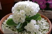 des fleurs en pot Primevère, Auricula herbeux, Primula photo, les caractéristiques blanc