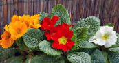 des fleurs en pot Primevère, Auricula herbeux, Primula photo, les caractéristiques orange