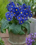 Pot Flowers Primula, Auricula herbaceous plant photo, characteristics dark blue