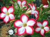 Topfblumen Desert Rose bäume, Adenium foto, Merkmale rot