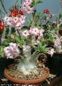Pot Flowers Desert Rose tree, Adenium photo, characteristics pink