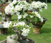 I fiori domestici Rosa Del Deserto gli alberi, Adenium foto, caratteristiche bianco