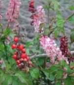 des fleurs en pot Bloodberry, Usine De Rouge, Bébé Poivre, Pigeonberry, Coralito des arbustes, Rivina photo, les caractéristiques rose