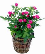 des fleurs en pot Rose des arbustes photo, les caractéristiques rose