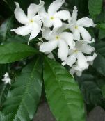 I fiori domestici Tabernaemontana, Banana Cespuglio foto, caratteristiche bianco