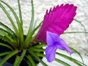 des fleurs en pot Tillandsia herbeux photo, les caractéristiques lilas