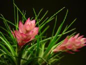 Topfblumen Tillandsia grasig foto, Merkmale rosa
