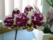 des fleurs en pot Phalaenopsis herbeux photo, les caractéristiques vineux