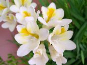 des fleurs en pot Freesia herbeux photo, les caractéristiques blanc