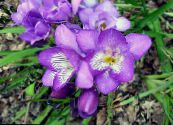 Pot Flowers Freesia herbaceous plant photo, characteristics lilac