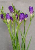 I fiori domestici Fresia erbacee, Freesia foto, caratteristiche porpora